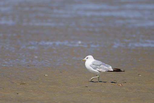 A common gull (Larus canus) standing on the beach, sunny day in summer in northern France