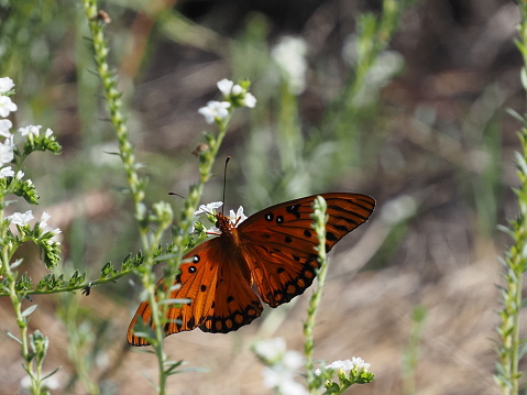 An orange butterfly is perched delicately atop a white flowering shrub in a tranquil outdoor setting