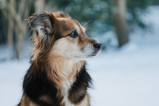 Portrait of a Dog in the winter
