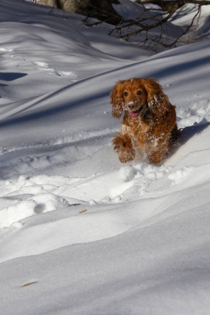istock English cocker spaniel running on white snow 1944313289