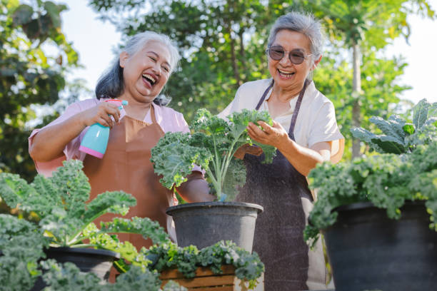 two elderly asian women care for kale in the garden. - planting clothing gray hair human age foto e immagini stock