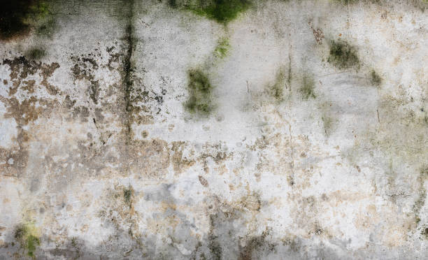 istock Green moss and rain stains on cement wall 1944338590
