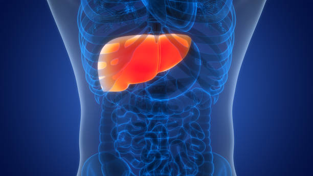istock Human Internal Digestive Organ Liver Anatomy 1944353920