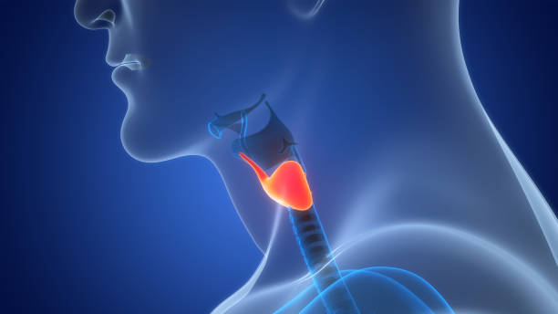 istock Human Body Glands Thyroid Gland Anatomy 1944353928