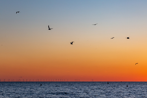 A view over the sea at Brighton, with seagulls flying against a sunset sky