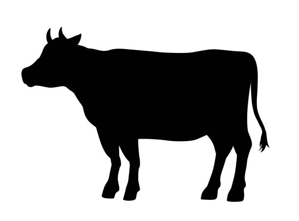 illustrations, cliparts, dessins animés et icônes de conception de silhouette noire de vache, vache laitière - vache