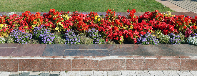 Red autumn begonias bloom in a flowerbed in a city garden. Panoramic shot