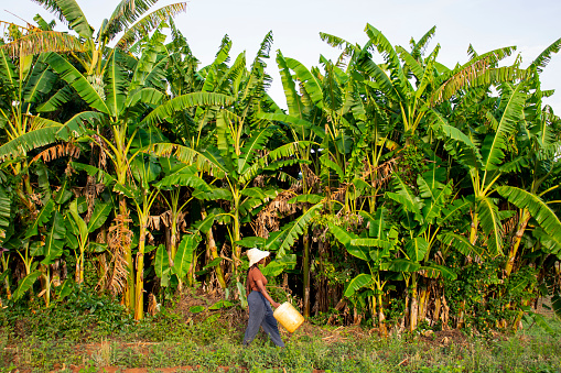 A young black woman walking by a banana plantation