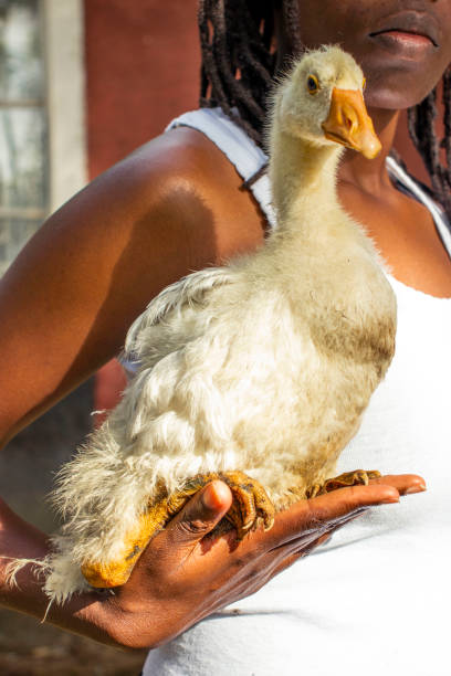 istock A young woman holding a goose 1944391779