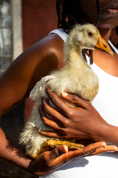 istock A young woman holding a goose 1944391788
