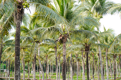 Picture of a coconut plantation line along a small ditch for natural cultivation in the Coconut Garden public forest, Chiang Mai, Thailand.