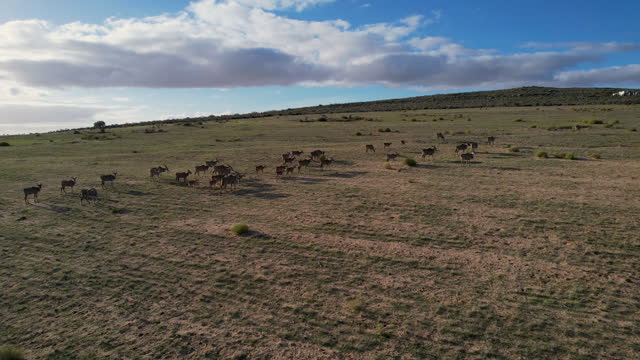Eland roaming the farmlands in the Western Cape Province