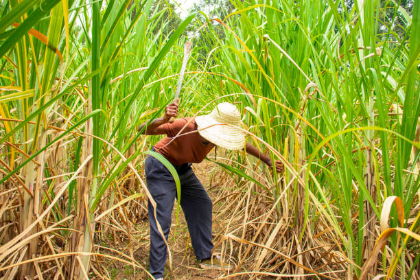 istock A farmer tending to the sugarcane farm 1944401373