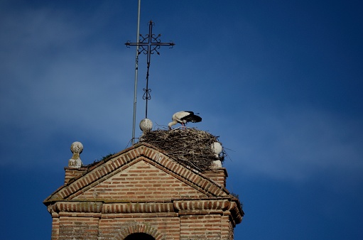 Stork with nest, in bell tower, in Tordesillas