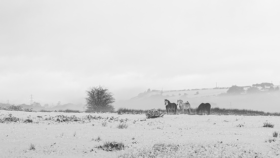 Wild horses in a winters landscape in Wales. Black and White