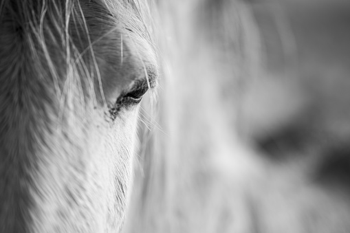 Detail of a wild horse. Focusing on the eye and the front of the face. Black and white.