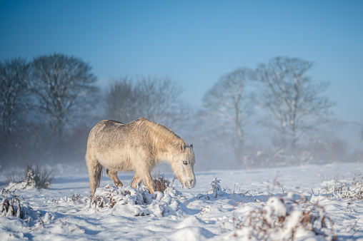 Wild horses in the Welsh hills. It is a winters day, and the ground is covered in snow, with a hazy light all around