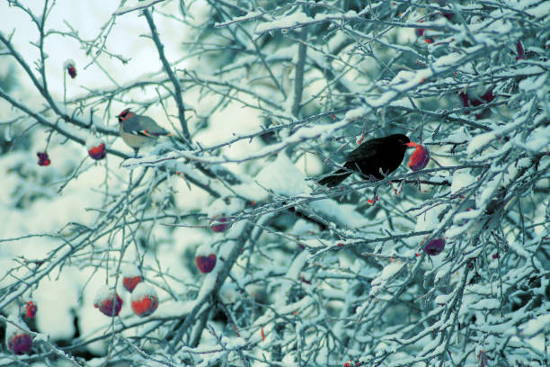 istock A common blackbird munching on a fruit with a bird friend in the same tree in the winter 1944427094