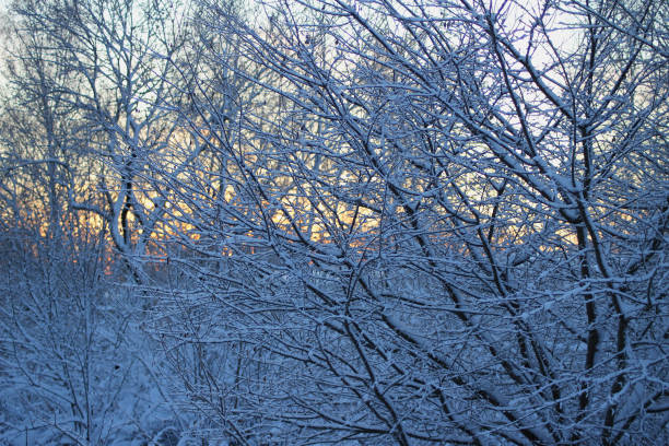 Fresh snow winter landscape