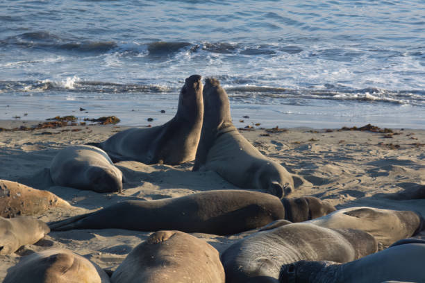 istock Elephant seals on Central California Beach 1944435588