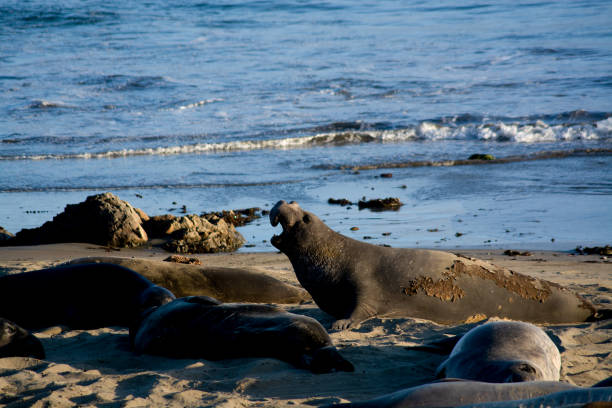 istock Elephant seals on Central California Beach 1944435877