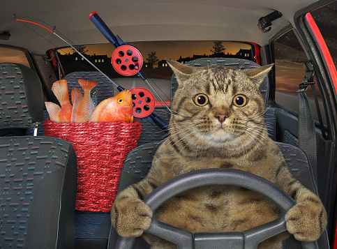 A beige cat in the car with a basket of fish returns from fishing at night.