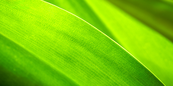 Banana leaf. Close-up of tropical plant leaf and stem