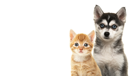 Ginger orange cute kitten and pomsky puppy portrait togehter on a white background with space for copy