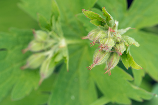 Wood cranesbill buds and leaves