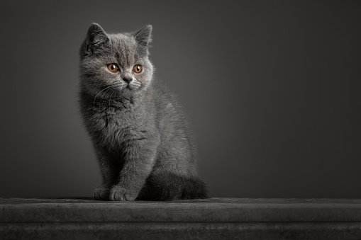 Ggrey british shorthaired kitten with golden eyes looking away on a grey background  in  a fine art image