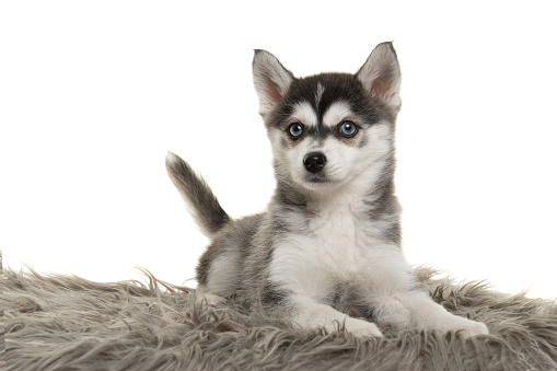 Cute pomsky puppy lying on a grey cushion looking at the camera with blue eyes on a white background with space for copy