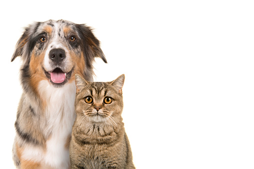 Portrait of a pretty blue merle australian shepherd dog  and a tabby british shorthair cat looking straigth at the camera with open mouth on a white background with space for copy