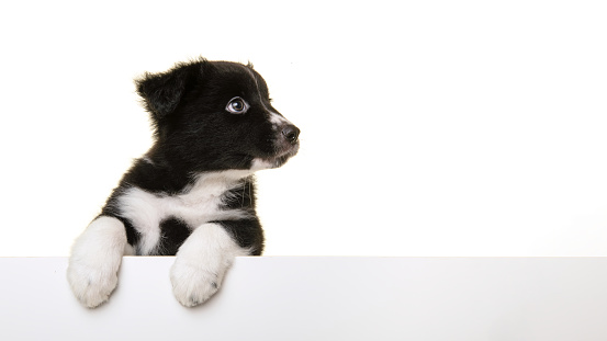 Portrait of cute black and white australian shepherd puppy looking away seen from the side  isolated on a white background with space for copy