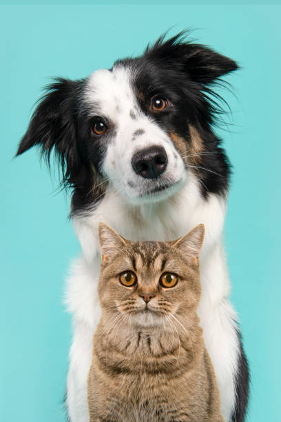 portrait of border collie looking at the camera on a turquoise blue background - hund bildbanksfoton och bilder