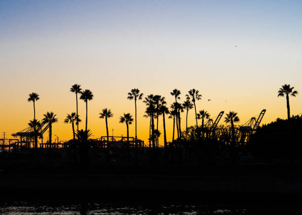 istock the sun sets over palm trees near a amusement park and roller coaster ride 1944487790