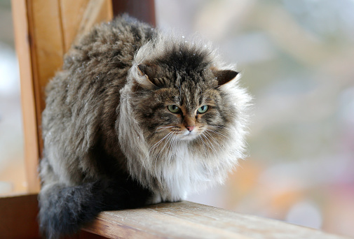 portrait of a fluffy green-eyed cat with snowflakes on its fur