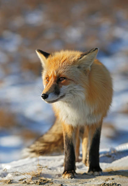 beautiful fox stands in winter
