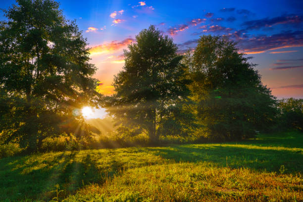 istock Picturesque forest landscape at sunset. Sun beam. Bright sun rays 1944515647
