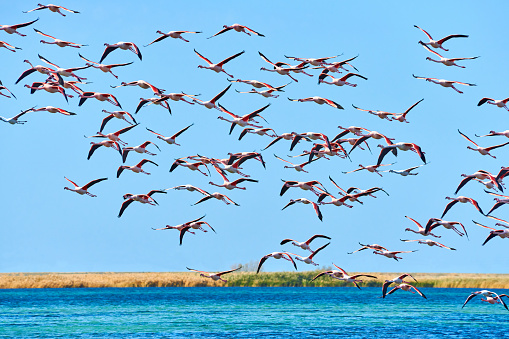 Photo of flamingos flying.