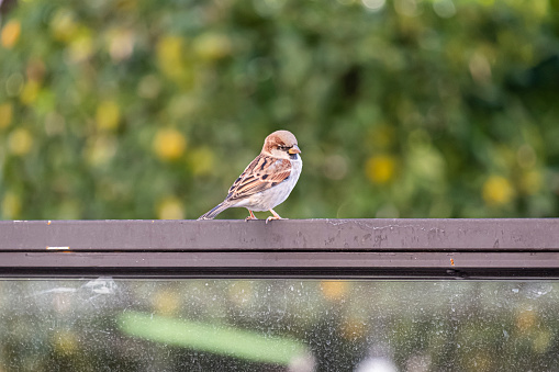 One female sparrow sits on a park bench.