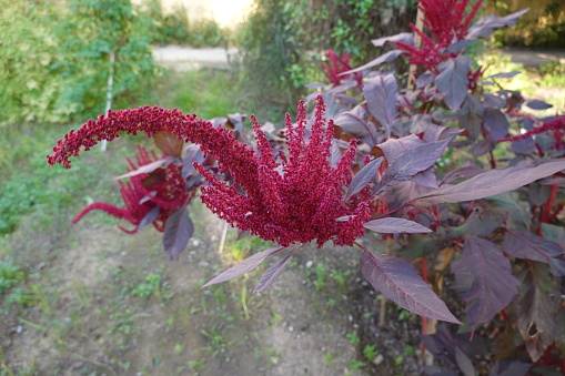 purple amaranth flower detail of organic cultivation with leaves