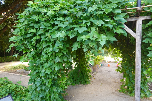 cultivation of green beans climbing on a wooden pergola in the garden