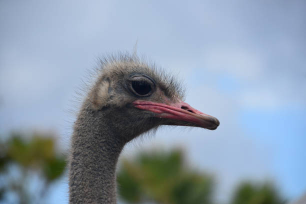 Fantastic view of an ostriches side profile with a pink bill.
