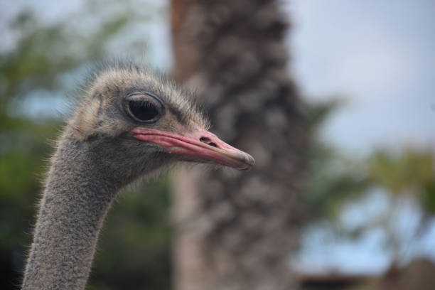 Ostrich with dark red bill and big eyes on a summer day.