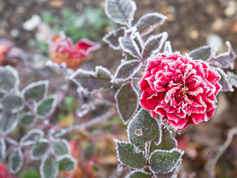 A light dusting of snow on sage leaves.