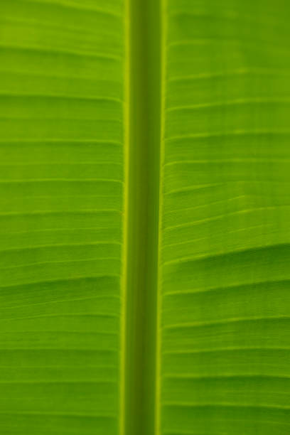 Close-up of a banana leaf stock photo