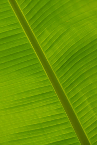Close-up of a banana leaf stock photo