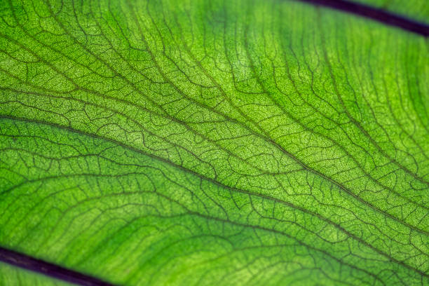 Close up of colocasia leaf stock photo