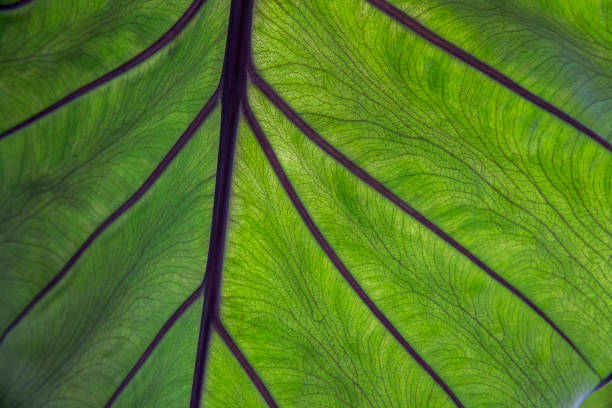 Close up of colocasia leaf stock photo
