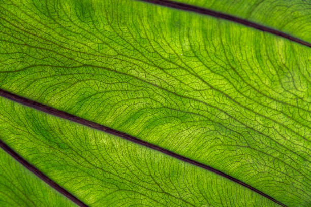 Close up of colocasia leaf stock photo